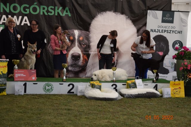 pieski3d 151